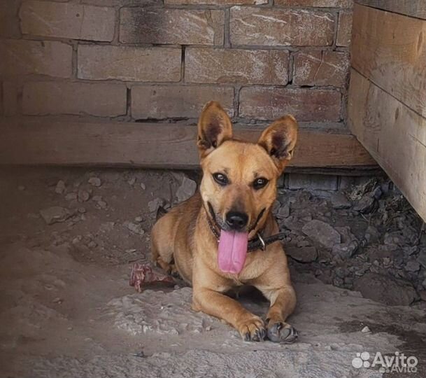 Милый коротколапик