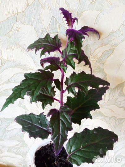 Немантус,Гинура,Орхидея,Лудизия,Жасмин