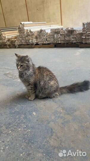 Кошка ищет дом