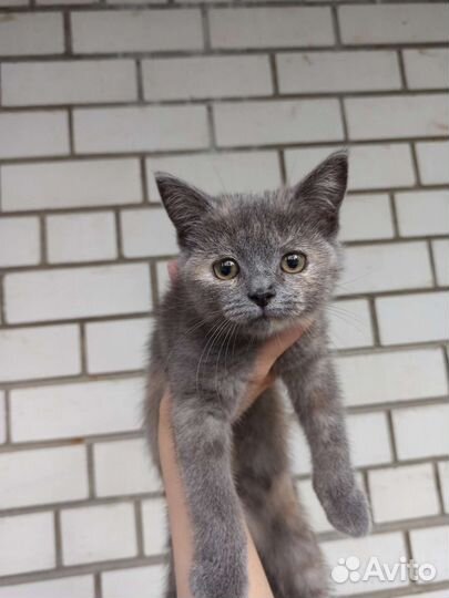 Британская