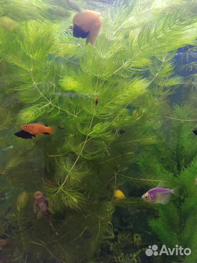Роголистник в аквариум