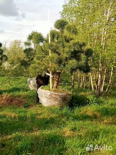 Дерево бонсай