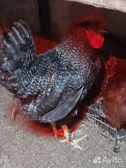 Петух-Доминант