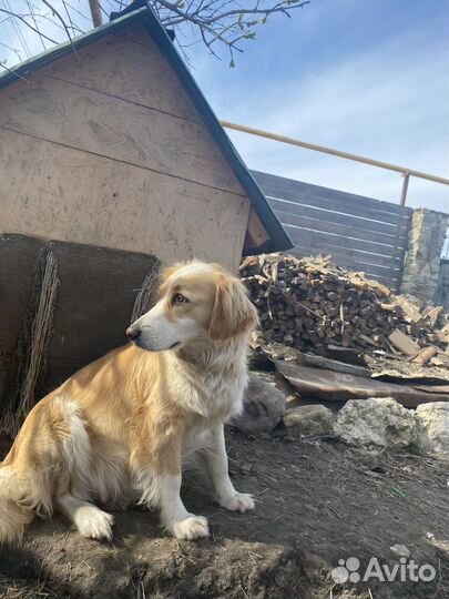 Щенки спаниель