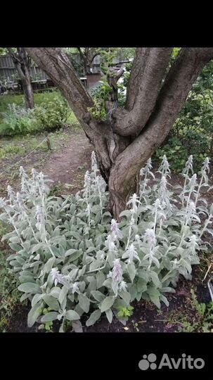 Ромашка, Чистец