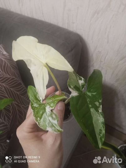 Сингониум imperial white