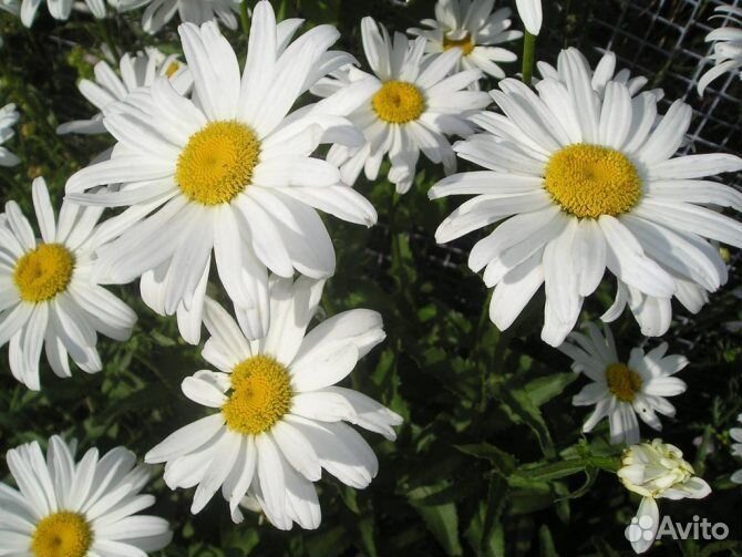 Ромашка садовая крупная