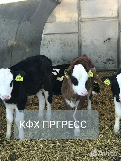 Бычков телята