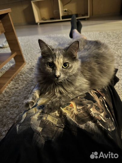 Кошка в добрые руки