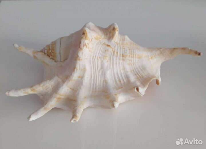 Морские раковины