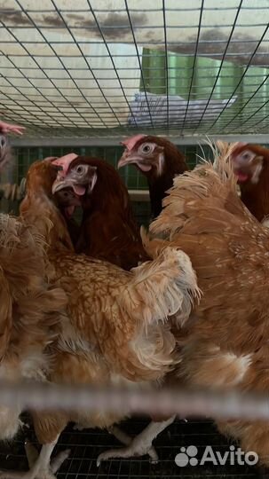 Куры несушки