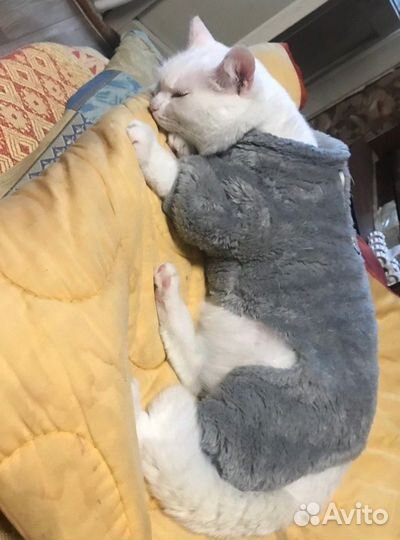 Кошечка в добрые руки