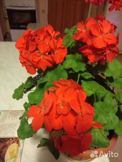 Гибискус и др