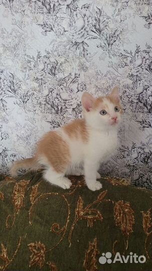 Отдам котика в добрые руки