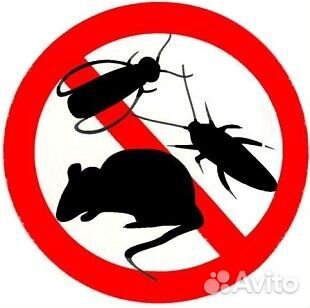 Дезинфекция тараканов клопов морить насекомых