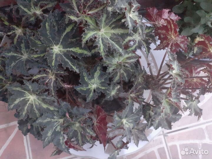 Бегония Клеопатра