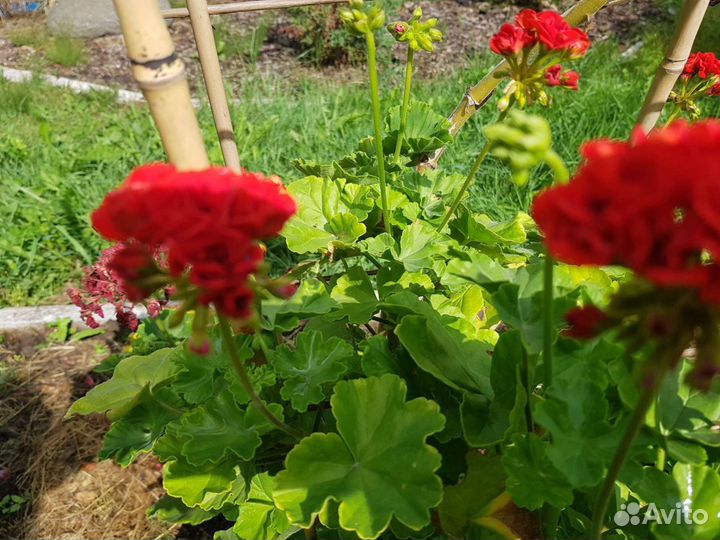 Пеларгония