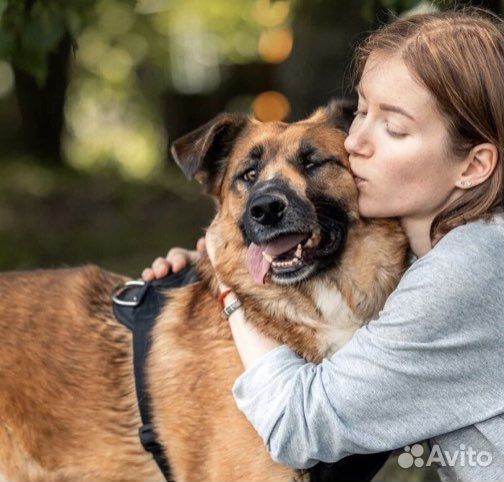 Собака в добрые руки