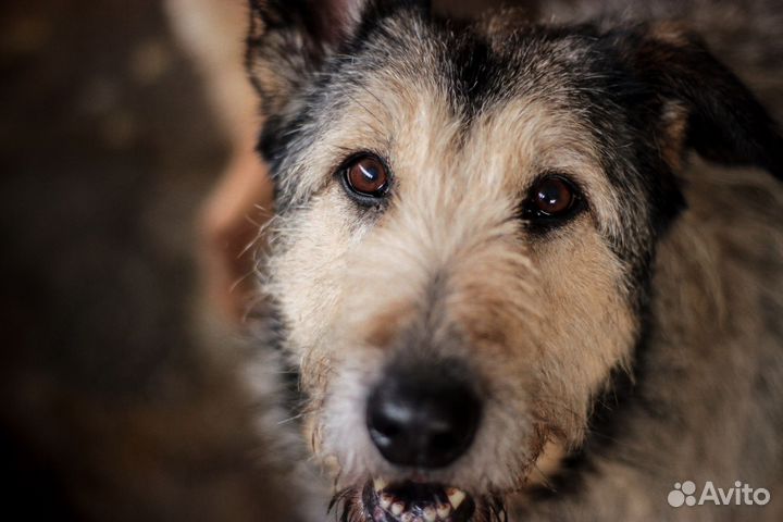 Терьеристая Эсса ищет дом