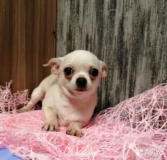 Чихуахуа кремовая девочка 6 месяцев