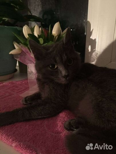 Котята отдам бесплатно
