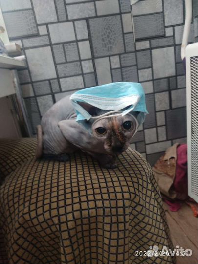 Донской сфинкс вязка