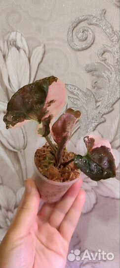 Сингониум клубничный лед galaxy