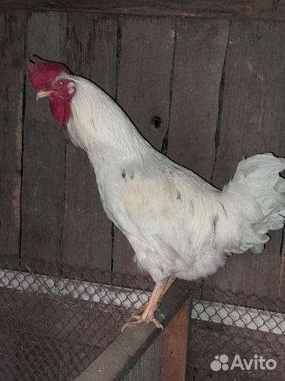 Куры несушки