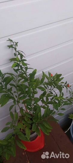 Соланум отросток