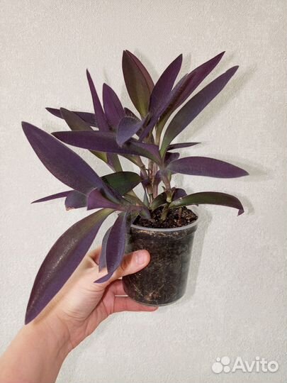 Сеткреазия пурпурная в горшке 0.4 л