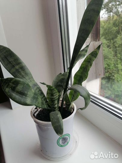 Сансевиерия