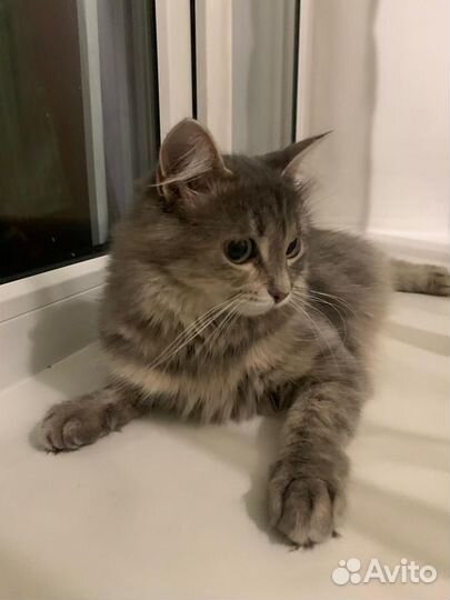 Кошка девочка бесплатно в добрые руки