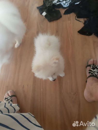 Померанский шпиц щенята