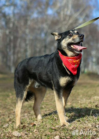 Макс. Собака-компаньон. Очень нуждается в человеке