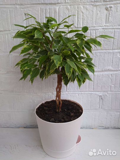 Фикус бенджамина плетеный