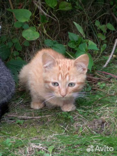 Отдам котят: двух серых и двух рыжих