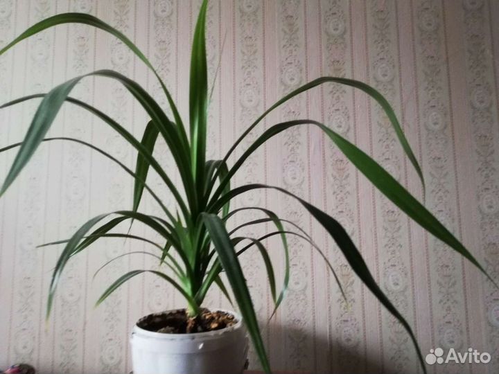 Комнатный цветок Панданус Вейча