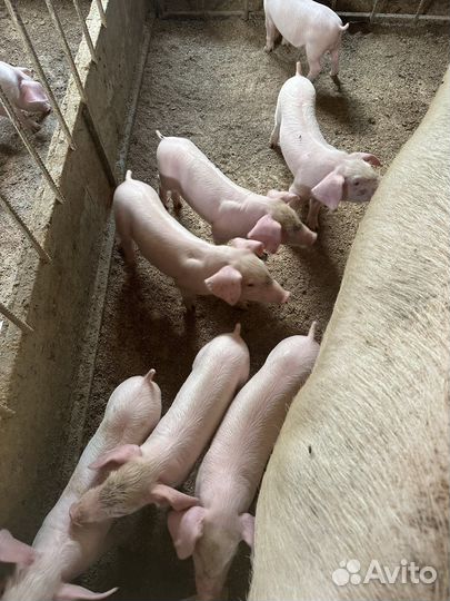 Чистопородные поросята. 