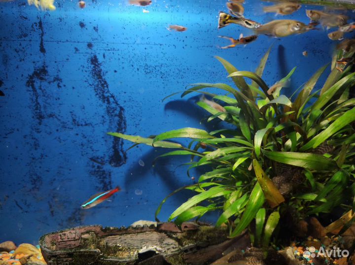 Рыбки гуппи