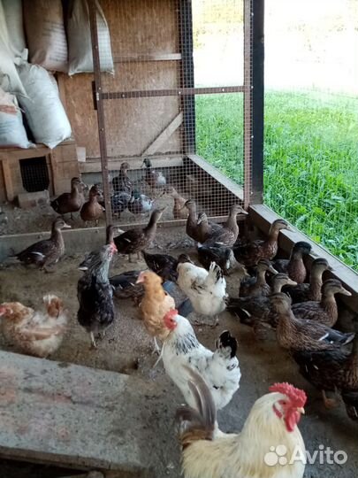 Утки подсадные для охоты