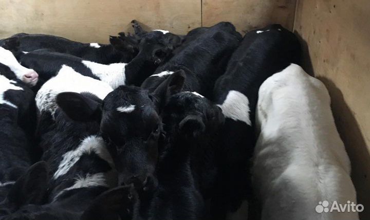 Бычки телята