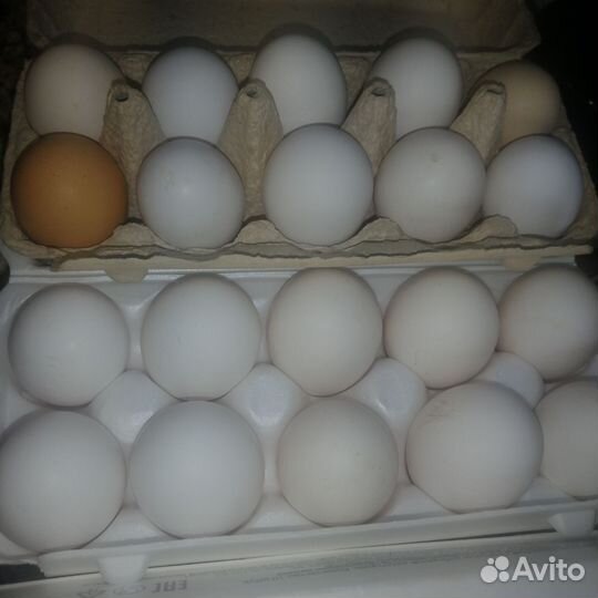 Яйцо куриное