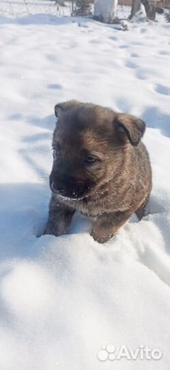 Щенок немецкой овчарки