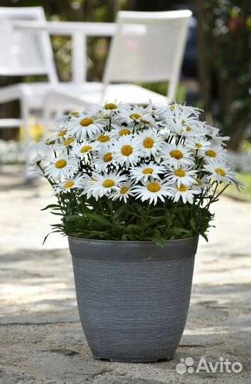 Нивяник Madonna