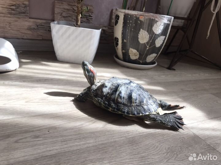 Красноухая черепаха