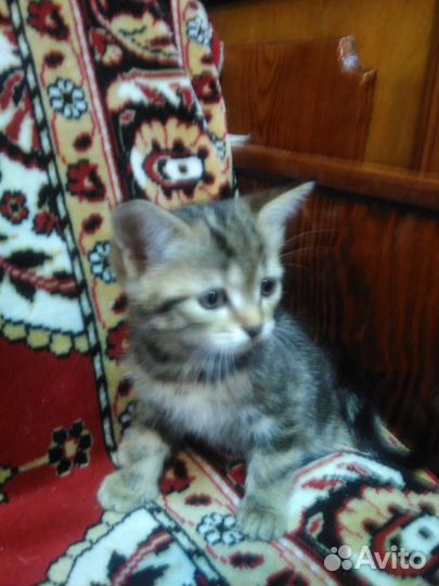 Отдам котенка