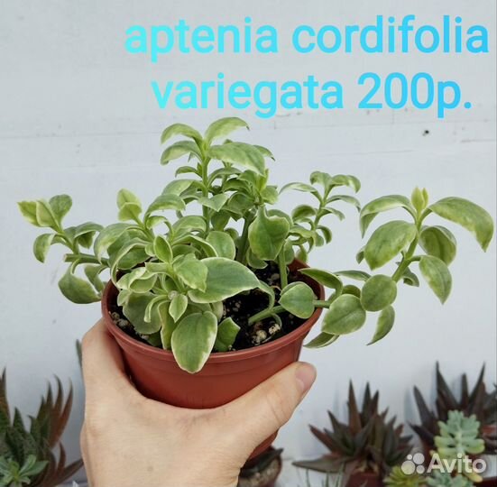 Суккуленты разные