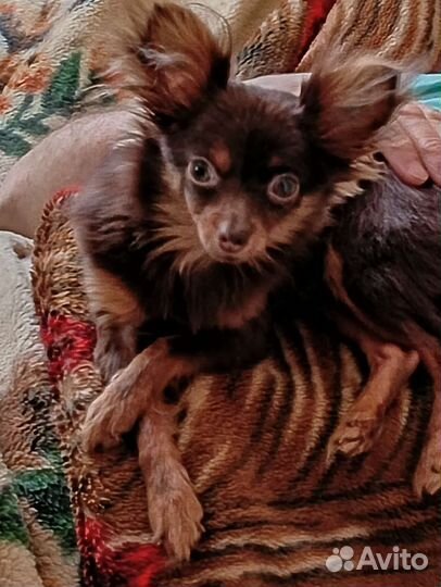 Вязка мини той терьер