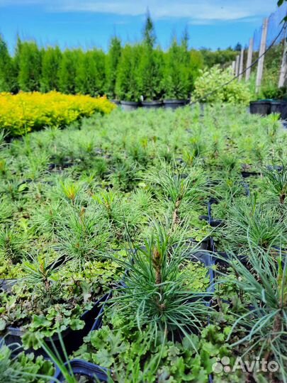 Сибирский кедр, кедровый стланик