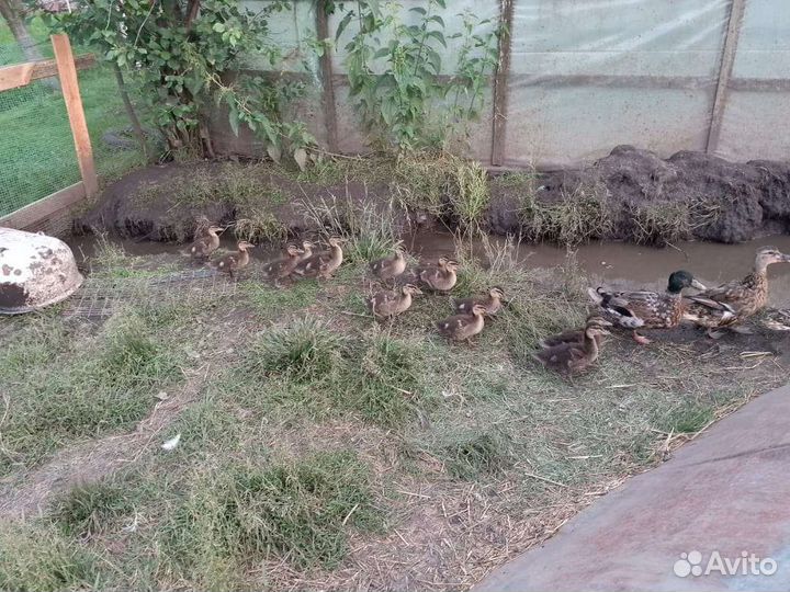 Утки подсадные для охоты